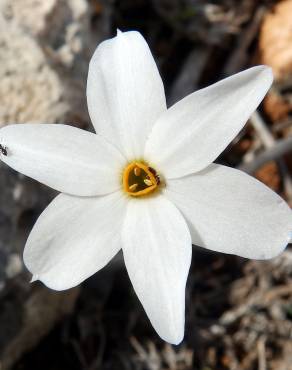 Fotografia 7 da espécie Narcissus serotinus no Jardim Botânico UTAD