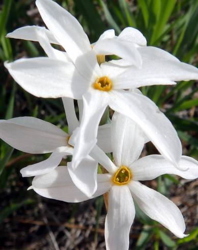 Fotografia de capa Narcissus serotinus - do Jardim Botânico