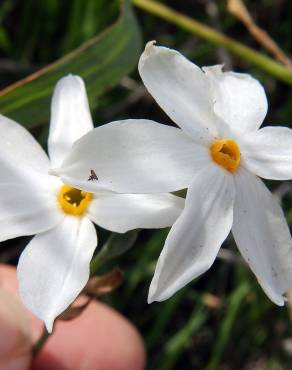 Fotografia 8 da espécie Narcissus serotinus no Jardim Botânico UTAD