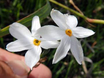 Fotografia da espécie Narcissus serotinus