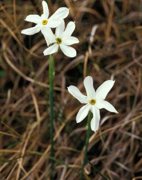 Fotografia 9 da espécie Narcissus serotinus no Jardim Botânico UTAD