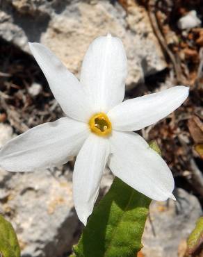 Fotografia 10 da espécie Narcissus serotinus no Jardim Botânico UTAD
