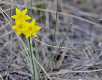 Fotografia da espécie Narcissus calcicola