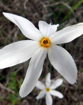 Fotografia 11 da espécie Narcissus serotinus no Jardim Botânico UTAD