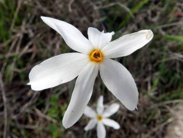 Fotografia da espécie Narcissus serotinus
