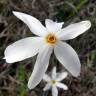 Fotografia 11 da espécie Narcissus serotinus do Jardim Botânico UTAD