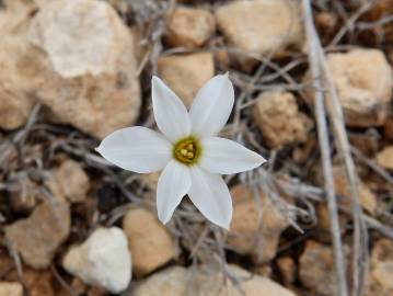 Fotografia da espécie Narcissus serotinus