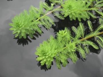 Fotografia da espécie Myriophyllum aquaticum