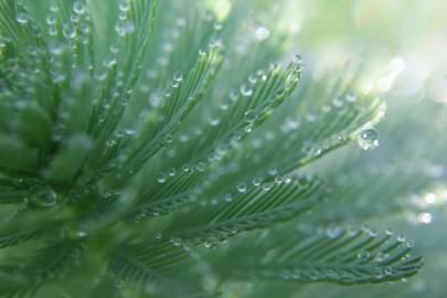 Fotografia da espécie Myriophyllum aquaticum