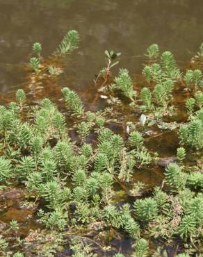 Fotografia 5 da espécie Myriophyllum aquaticum no Jardim Botânico UTAD