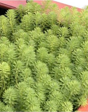 Fotografia 6 da espécie Myriophyllum aquaticum no Jardim Botânico UTAD