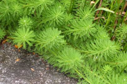 Fotografia da espécie Myriophyllum aquaticum