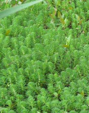 Fotografia 8 da espécie Myriophyllum aquaticum no Jardim Botânico UTAD