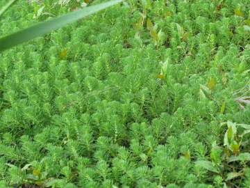 Fotografia da espécie Myriophyllum aquaticum