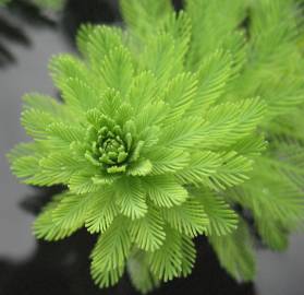 Fotografia da espécie Myriophyllum aquaticum