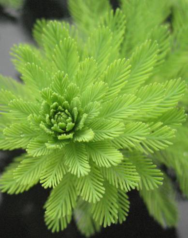 Fotografia de capa Myriophyllum aquaticum - do Jardim Botânico