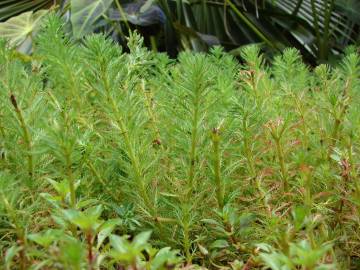 Fotografia da espécie Myriophyllum aquaticum