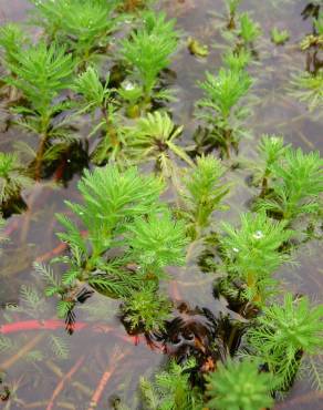 Fotografia 11 da espécie Myriophyllum aquaticum no Jardim Botânico UTAD