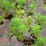 Fotografia 11 da espécie Myriophyllum aquaticum do Jardim Botânico UTAD