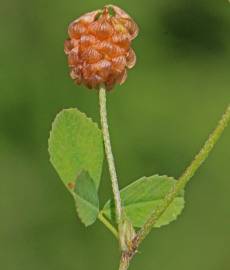 Fotografia da espécie Medicago lupulina