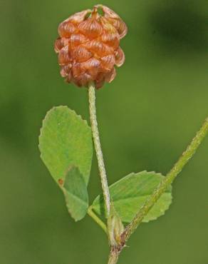 Fotografia 6 da espécie Medicago lupulina no Jardim Botânico UTAD