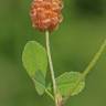 Fotografia 6 da espécie Medicago lupulina do Jardim Botânico UTAD