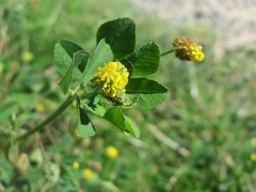 Fotografia da espécie Medicago lupulina