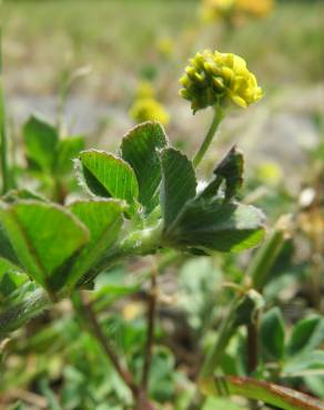 Fotografia 9 da espécie Medicago lupulina no Jardim Botânico UTAD