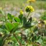 Fotografia 9 da espécie Medicago lupulina do Jardim Botânico UTAD