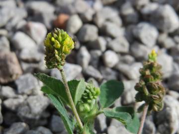 Fotografia da espécie Medicago lupulina