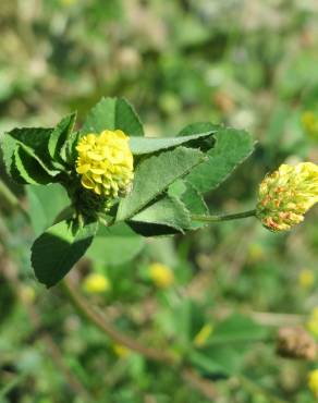 Fotografia 13 da espécie Medicago lupulina no Jardim Botânico UTAD