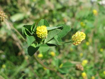 Fotografia da espécie Medicago lupulina