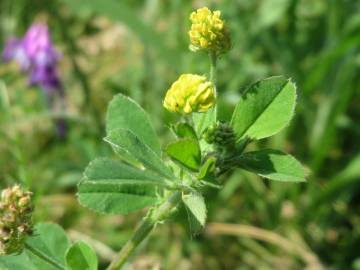 Fotografia da espécie Medicago lupulina