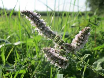 Fotografia da espécie Mentha spicata