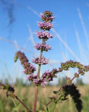 Fotografia 5 da espécie Mentha spicata no Jardim Botânico UTAD