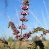 Fotografia 5 da espécie Mentha spicata do Jardim Botânico UTAD