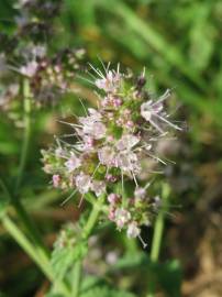 Fotografia da espécie Mentha spicata