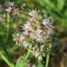 Fotografia 6 da espécie Mentha spicata do Jardim Botânico UTAD