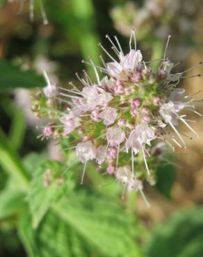 Fotografia 7 da espécie Mentha spicata no Jardim Botânico UTAD