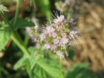 Fotografia da espécie Mentha spicata