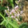 Fotografia 7 da espécie Mentha spicata do Jardim Botânico UTAD