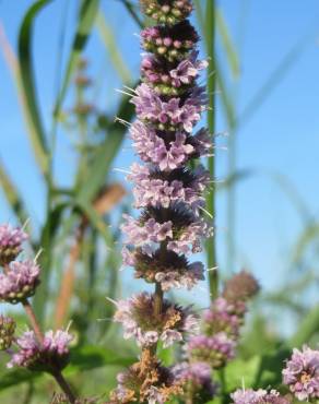 Fotografia 8 da espécie Mentha spicata no Jardim Botânico UTAD