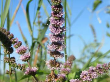 Fotografia da espécie Mentha spicata