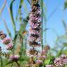 Fotografia 8 da espécie Mentha spicata do Jardim Botânico UTAD