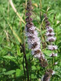 Fotografia da espécie Mentha spicata