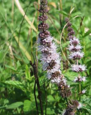 Fotografia 9 da espécie Mentha spicata no Jardim Botânico UTAD