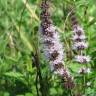 Fotografia 9 da espécie Mentha spicata do Jardim Botânico UTAD