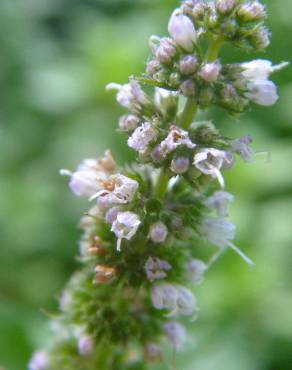 Fotografia 10 da espécie Mentha spicata no Jardim Botânico UTAD