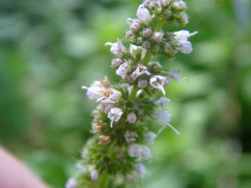 Fotografia da espécie Mentha spicata