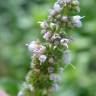 Fotografia 10 da espécie Mentha spicata do Jardim Botânico UTAD